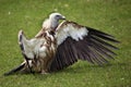 Himalayan vulture (Gyps himalayensis). Royalty Free Stock Photo