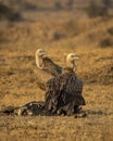 Himalayan vulture or Gyps himalayensis or Himalayan griffon vultures pair or family during winter migration on carcass at desert