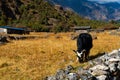 Himalayan Yak in the beautiful landscape of Folay Phale VIllage in Nepal Royalty Free Stock Photo