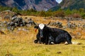 Himalayan Yak in the beautiful landscape of Folay Phale VIllage in Nepal Royalty Free Stock Photo