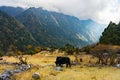 Himalayan Yak in the beautiful landscape of Folay Phale VIllage in Nepal Royalty Free Stock Photo