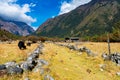 Himalayan Yak in the beautiful landscape of Folay Phale VIllage in Nepal Royalty Free Stock Photo