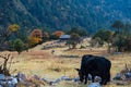 Himalayan Yak in the beautiful landscape of Folay Phale VIllage in Nepal Royalty Free Stock Photo