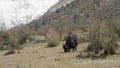 The Himalayan yak eats grass among the mountains of Nepal. Manaslu circuit trek.