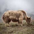 Himalayan yak in Nepal. Royalty Free Stock Photo
