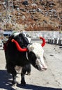 Himalayan Yak with red painted horn in Sikkim Royalty Free Stock Photo