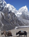 Himalayan Yaks Royalty Free Stock Photo