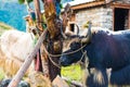 Himalayan yaks on Annapurna circuit track, Nepal Royalty Free Stock Photo