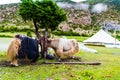 Himalayan yaks on Annapurna circuit track, Nepal Royalty Free Stock Photo