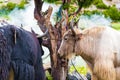 Himalayan yaks on Annapurna circuit track, Nepal Royalty Free Stock Photo