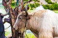 Himalayan yaks on Annapurna circuit track, Nepal Royalty Free Stock Photo