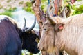 Himalayan yaks on Annapurna circuit track, Nepal Royalty Free Stock Photo