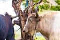 Himalayan yaks on Annapurna circuit track, Nepal Royalty Free Stock Photo