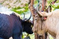 Himalayan yaks on Annapurna circuit track, Nepal Royalty Free Stock Photo