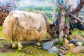 Himalayan yaks on Annapurna circuit track, Nepal Royalty Free Stock Photo