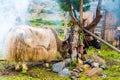 Himalayan yaks on Annapurna circuit track, Nepal