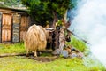 Himalayan yaks on Annapurna circuit track, Nepal Royalty Free Stock Photo