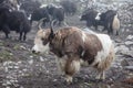 Himalayan yaks in herd Royalty Free Stock Photo