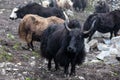 Himalayan yaks in herd