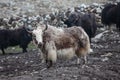 Himalayan yaks in herd