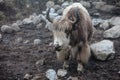 Himalayan yaks in herd