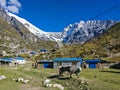 Himalayan Yaks