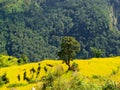 Himalayas landscape. Alone tree with rice field around and mountain.