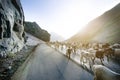 Himalayas nature and animals on the road. Indian mountains. Goats and sheep going a cross the road and cars waiting for them. Wild