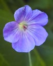 Gorgeous Rozanne Geranium Flower In Soft Focus