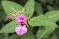 Himalyan Balsam, Impatiens glandulifera