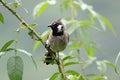 Himalyan bulbul Royalty Free Stock Photo