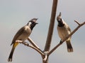 Himalyan bulbul Royalty Free Stock Photo