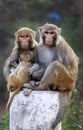 Himalyan monkeys Royalty Free Stock Photo