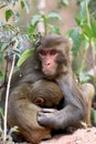 Himalyan monkeys Royalty Free Stock Photo