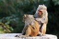 Himalyan monkeys Royalty Free Stock Photo