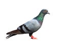 Himalyan pigeon Royalty Free Stock Photo