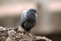 Himalyan rock pigeon Royalty Free Stock Photo