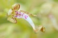 Himantoglossum hircinum, Lizard Orchid, detail of bloom wild plants, Jena, Germany. Nature in Europe. Royalty Free Stock Photo