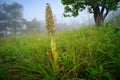 Himantoglossum hircinum, Lizard Orchid, detail of bloom wild plants, Jena, Germany. Nature in Europe. Royalty Free Stock Photo