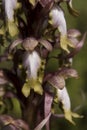 Flowers of Himantoglossum robertianum or Barlia robertiana Royalty Free Stock Photo