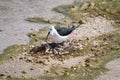 Black Winged Stilt on Nest Royalty Free Stock Photo