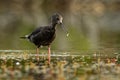 Himantopus novaezelandiae - Black stilt - kaki in Maori language, endemic rare bird from New Zealand, near lake Tekapo