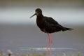 Himantopus novaezelandiae - Black stilt - kaki near lake Tekapo