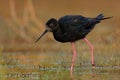 Himantopus novaezelandiae - Black stilt - kaki near lake Tekapo