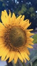 Himawari no sunflower Royalty Free Stock Photo