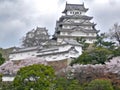 Himeji Castle during Sakura Royalty Free Stock Photo