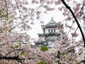 Himeji Castle during Sakura Royalty Free Stock Photo