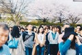 Group of People picnicking under fully blossomed Pink Sakura