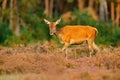 Hind doe of red deer, rutting season, Hoge Veluwe, Netherlands. Deer stag, bellow adult animal outside wood, animal, forest habi