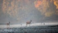 Hind and fawn red deer walking in river